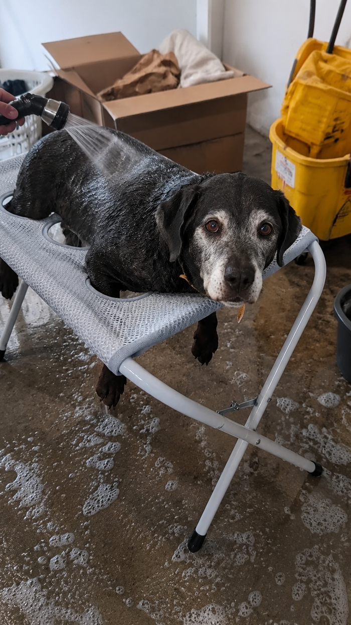 Solid buy for my senior dog
